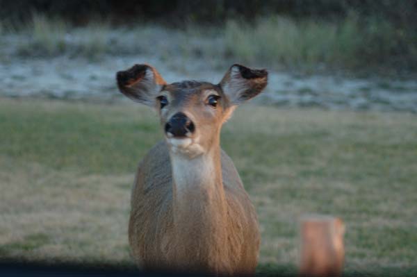 DSC_1370