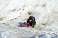 2005-03-12_0053_Snow Sleding