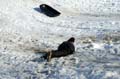 2005-03-12_0096_Snow Sleding