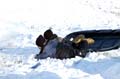2005-03-12_0110_Snow Sleding