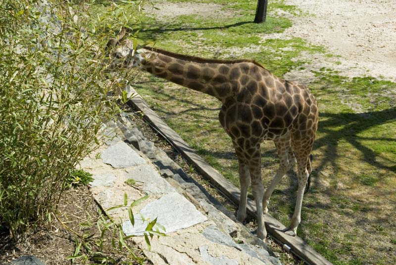 2369_D200_Wash DC Zoo