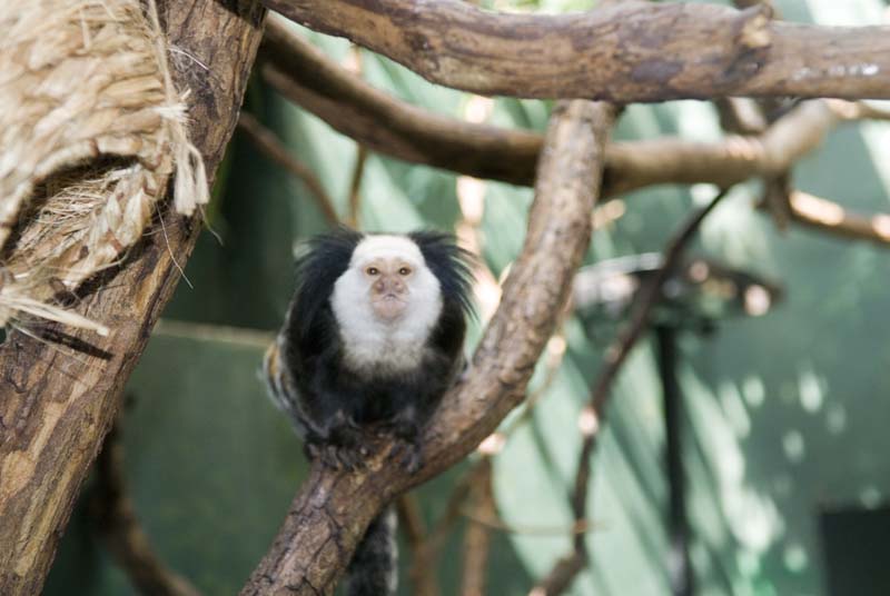 2410_D200_Wash DC Zoo