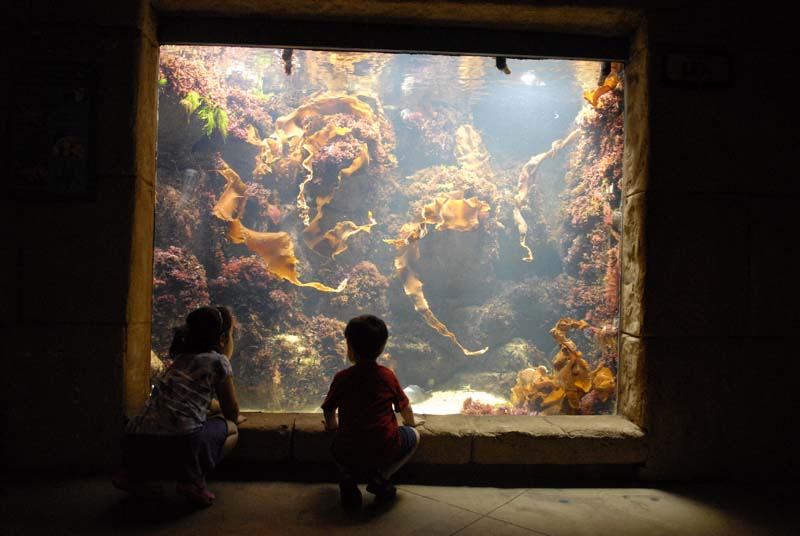 2007-06-12_0137_Glen Aquarium