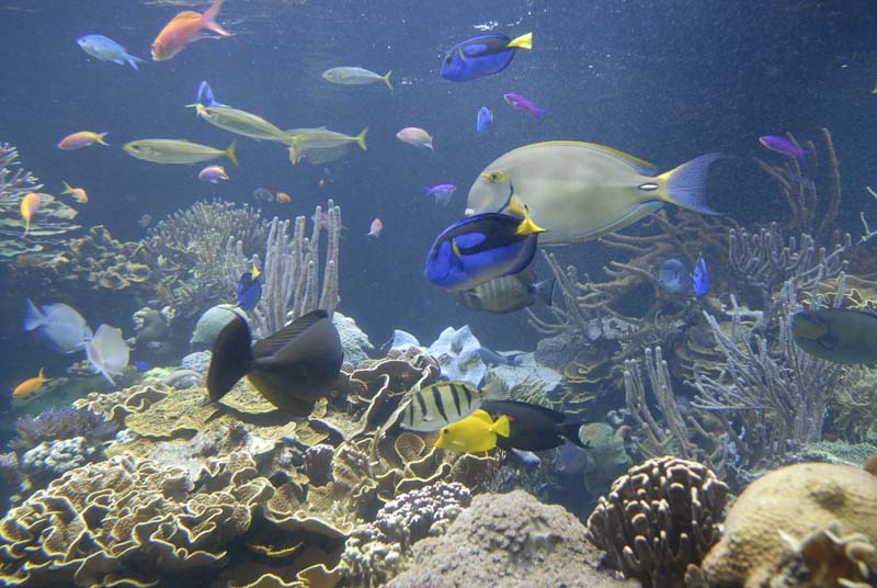 2007-06-12_0143_Glen Aquarium