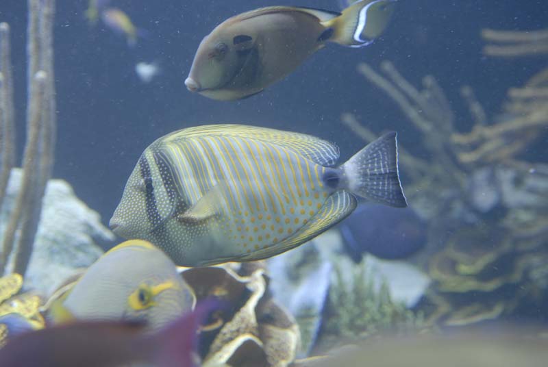 2007-06-12_0147_Glen Aquarium