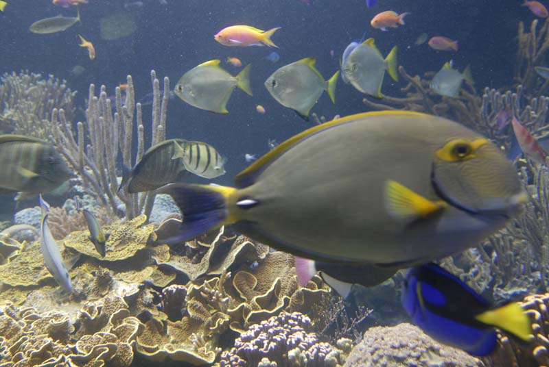 2007-06-12_0150_Glen Aquarium