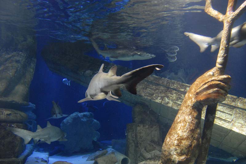 2007-06-12_0154_Glen Aquarium