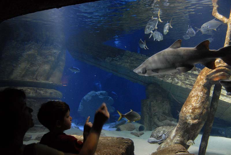 2007-06-12_0183_Glen Aquarium