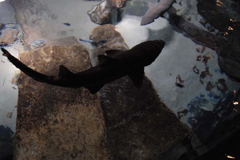 2007-06-12_0243_Glen Aquarium