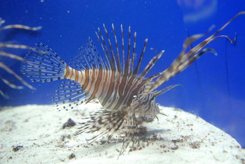 2007-06-12_0270_Glen Aquarium