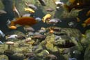 2007-06-12_0138_Glen Aquarium