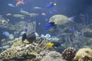 2007-06-12_0143_Glen Aquarium