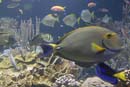 2007-06-12_0150_Glen Aquarium