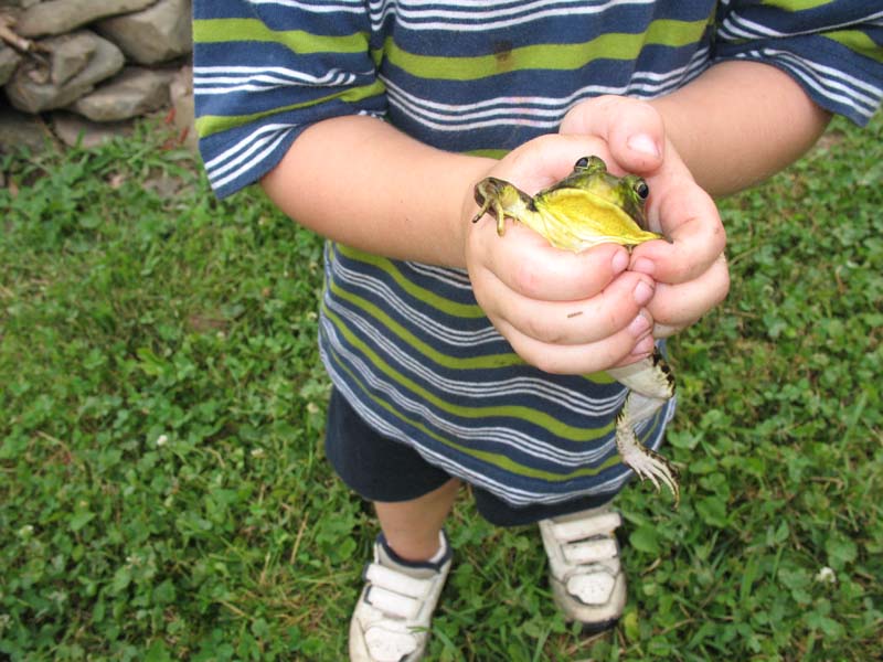 2007-07-08_0002_Frogs