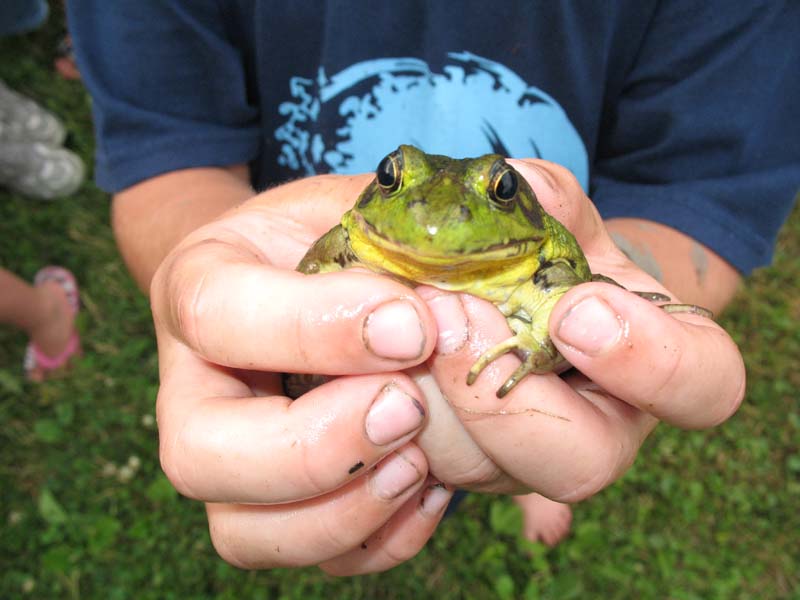 2007-07-08_0005_Frogs