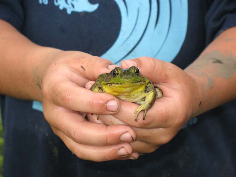 2007-07-08_0007_Frogs