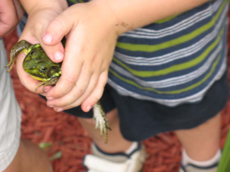2007-07-08_0008_Frogs
