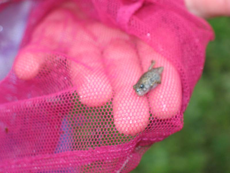 2007-07-08_0019_Frogs