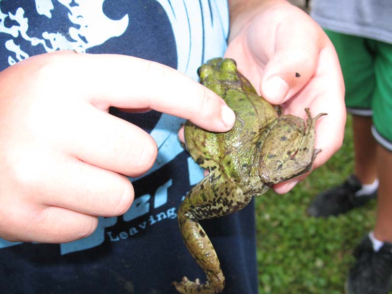 2007-07-08_0025_Frogs