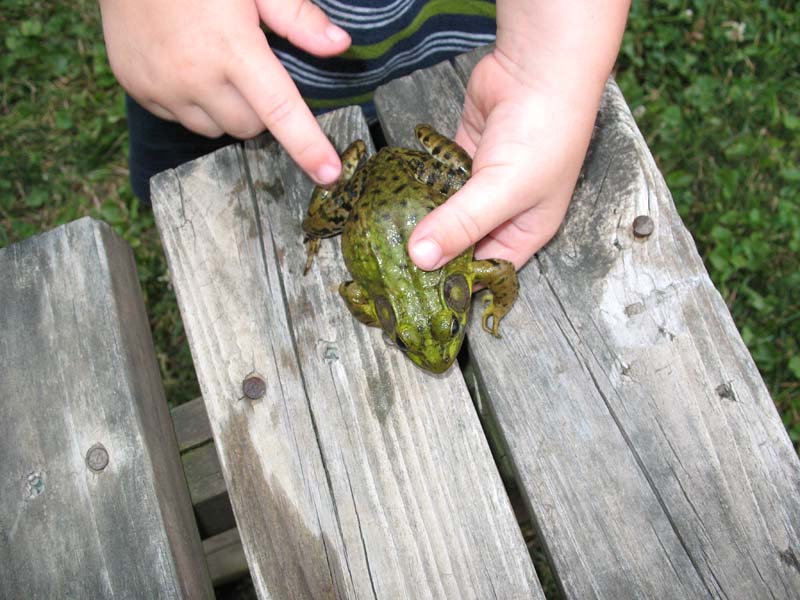 2007-07-08_0027_Frogs