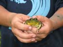 2007-07-08_0007_Frogs
