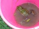 2007-07-08_0016_Frogs