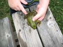 2007-07-08_0027_Frogs