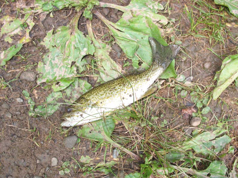2007-07-06_0010_Little Pond