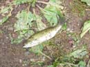 2007-07-06_0010_Little Pond
