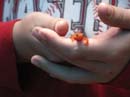 20080703_166_Little#17D0B54
