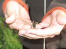 20080703_218_Little#17D0B88