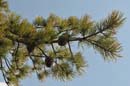 _20090418_063_Minne#2943E94