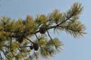 _20090418_064_Minne#2943E96